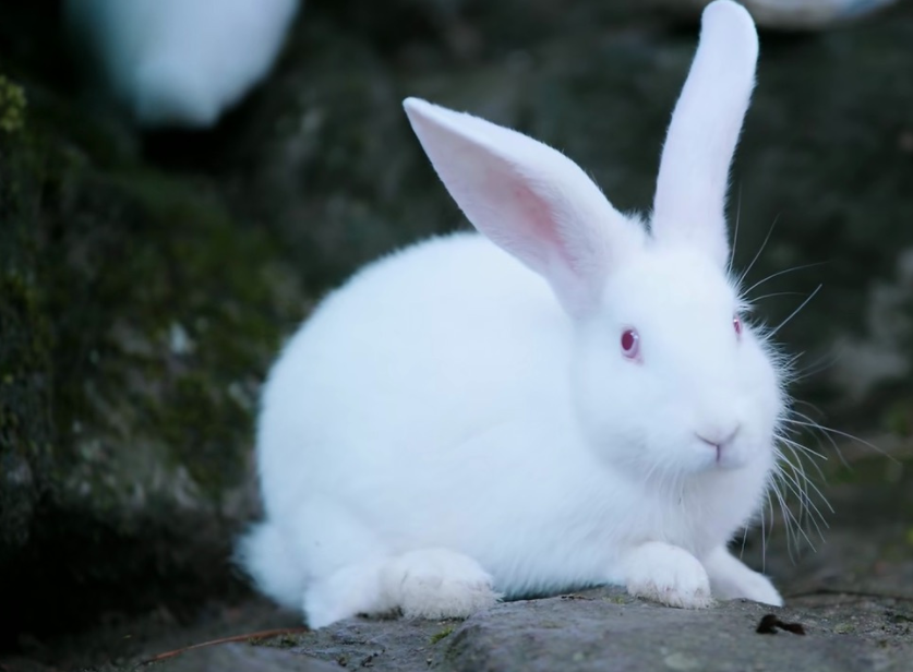 想要一只云深不知处同款兔子学会这4点马上养起来