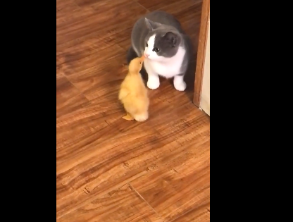 小鸭子与猫第一次见面,没想到猫咪竟然…网友:快救救那只鸭鸭吧