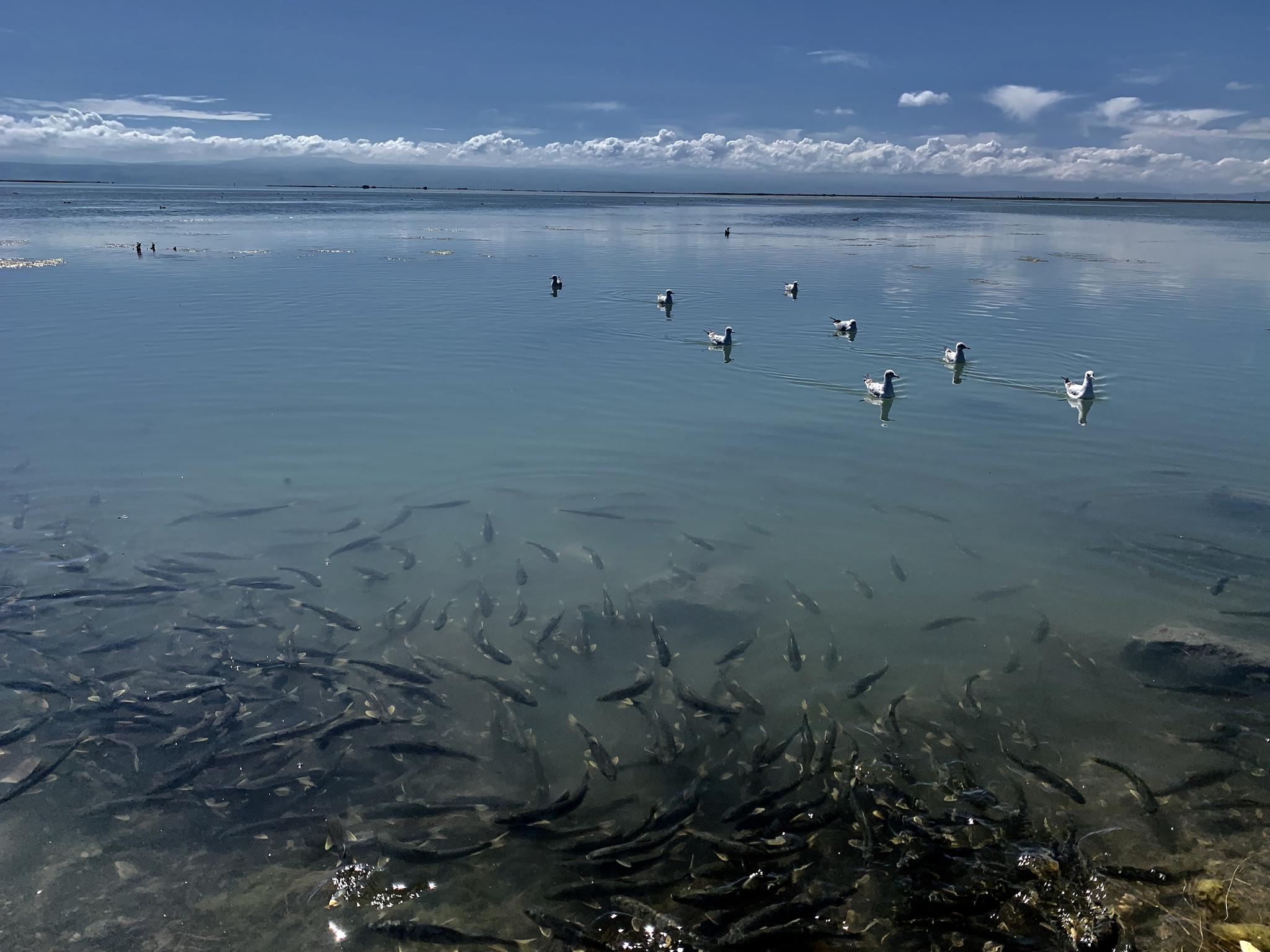 中国最大内陆咸水湖湟鱼保护按下"快进键"|青海|青海湖_新浪新闻