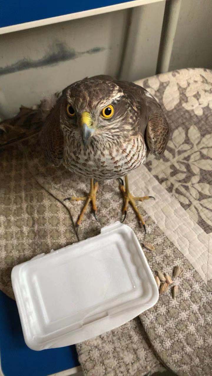 北京公交检票员爱心救鸟结果竟是国家二级保护动物雀鹰