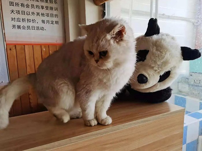 图丨安抚猫“咪咪”和安抚犬“托尼”