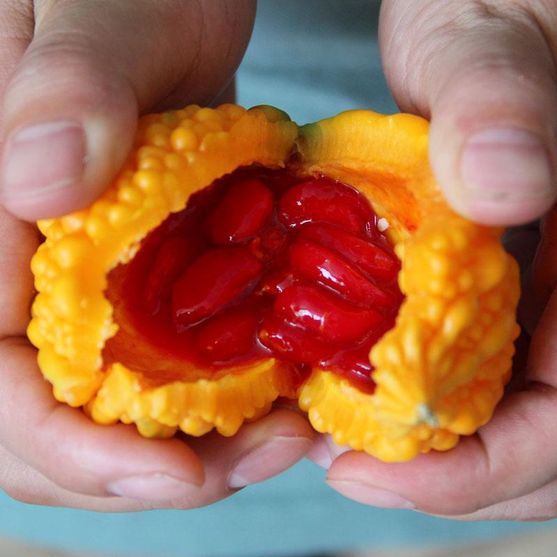 农村常当作零食的水果,外表疙疙瘩瘩,如今却很少见,不爱种了?