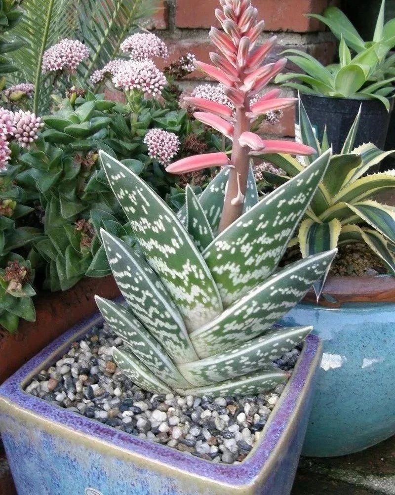 7,千代田锦芦荟(什锦芦荟aloe variegata)6,绫锦aloe aristata5,翡翠