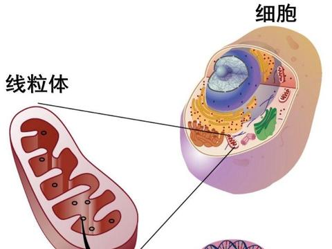 研究发现延缓衰老,阻止线粒体的质子泄漏,可使细胞恢复年轻