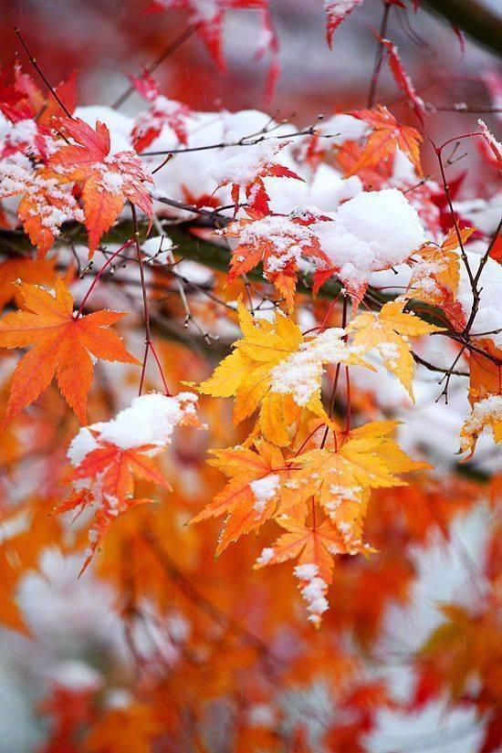 雪落红叶叶更红