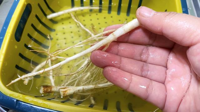 泡好的香菜根用指甲一根一根地刮去表面的脏东西,最后用清水多冲洗几