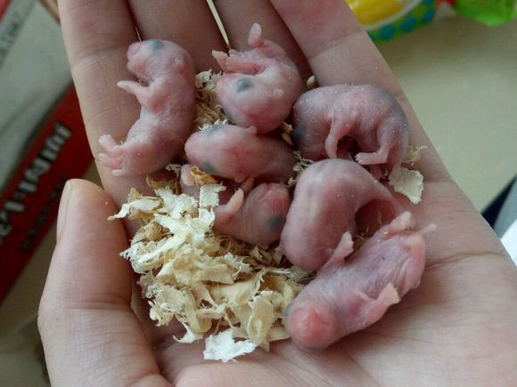 母仓鼠生下了7只幼崽,女子捧在手里拍照炫耀:家里添新成员了