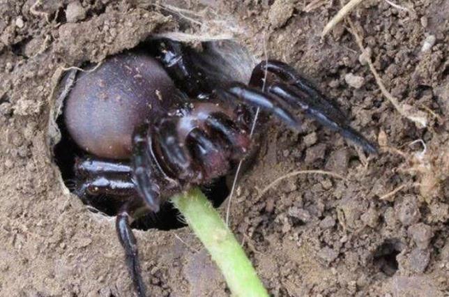 男子野外发现一个洞,伸手摸了下,爬出个小可爱|蜘蛛|可爱|黑洞_新浪