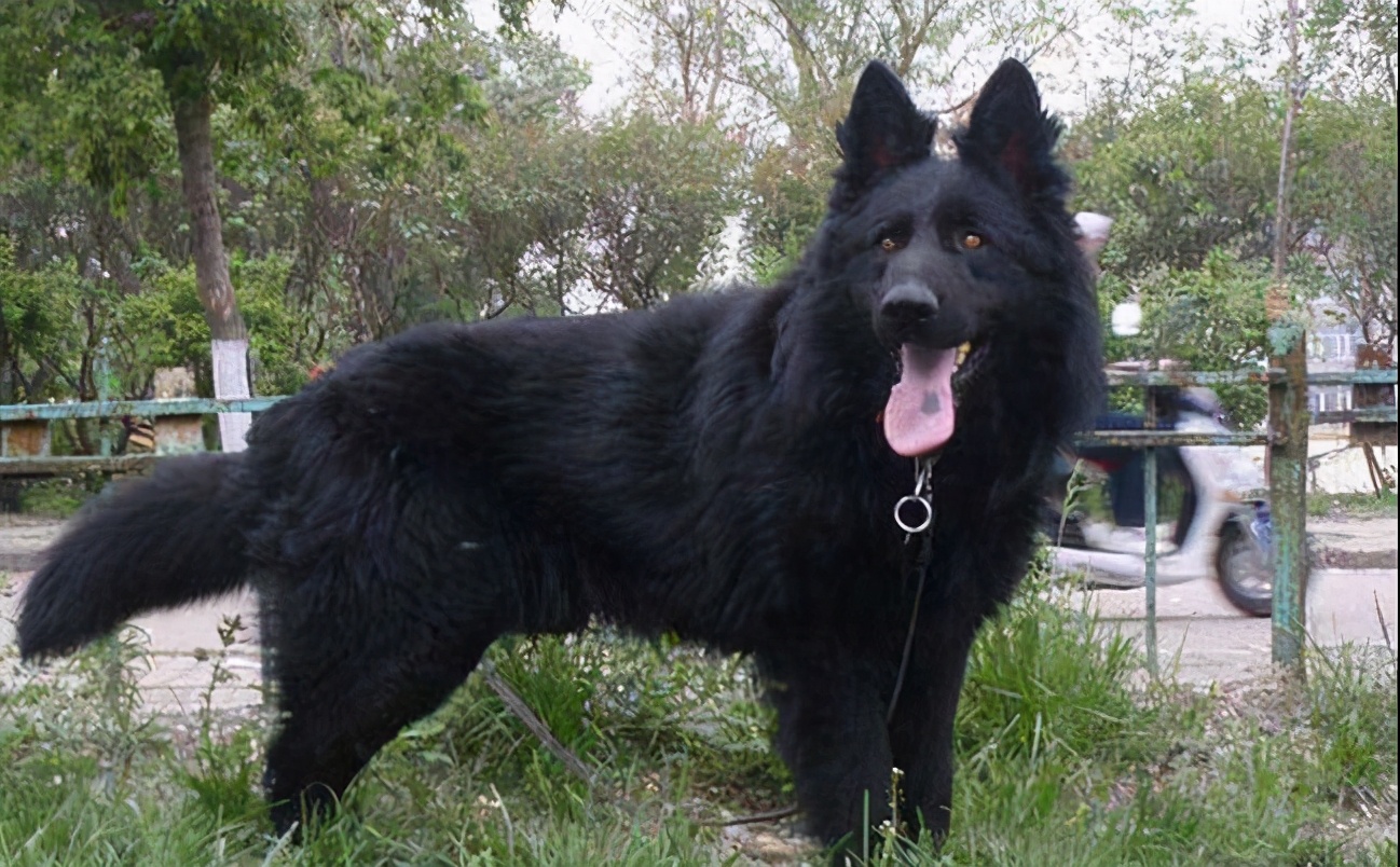 战斗力爆表的7大狼狗 日本狼青犬给国人造成了巨大伤害