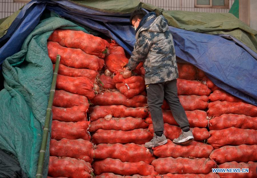 A merchant transfers vegetables at Qiaoxi vegetable wholesale market in Shijiazhuang, north China's Hebei Province, Jan. 9, 2021. Vegetable merchants maintained normal business at the market to ensure the supply of vegetables during the epidemic. (Xinhua/Xing Guangli)