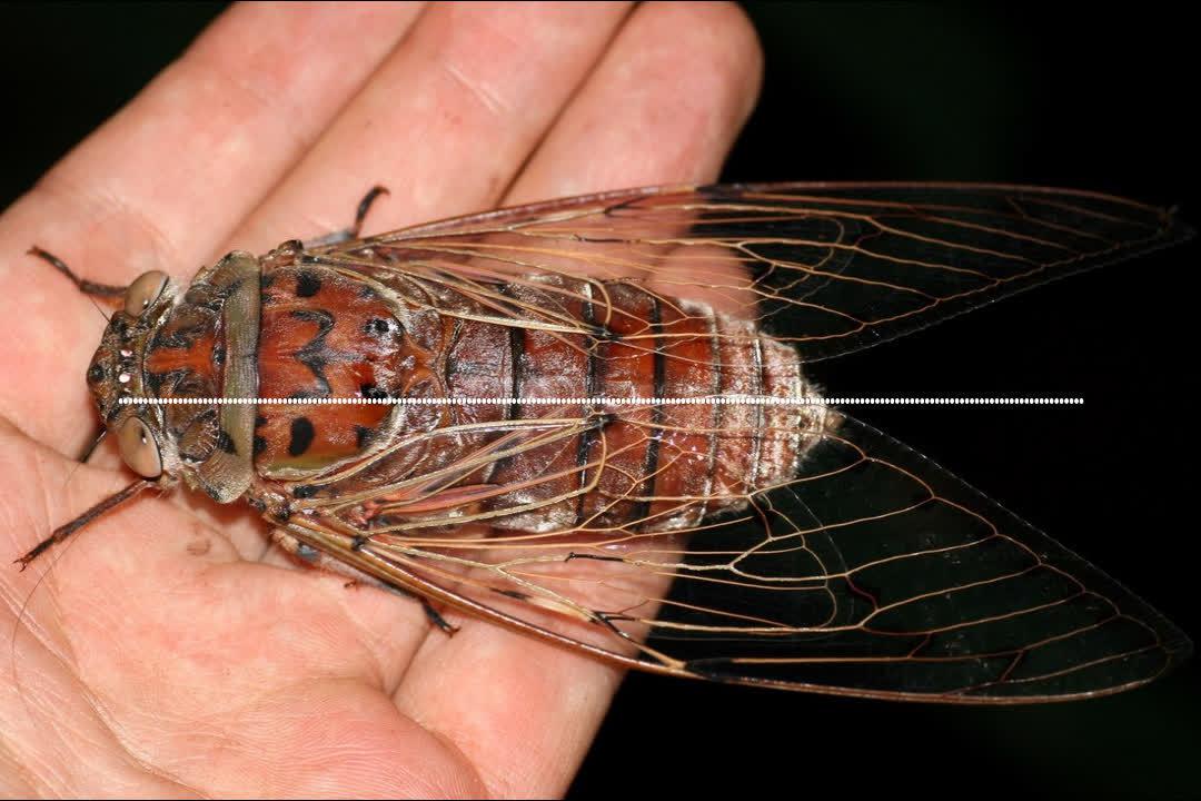 世界上最大的蝉的叫声,像极了老母鸡