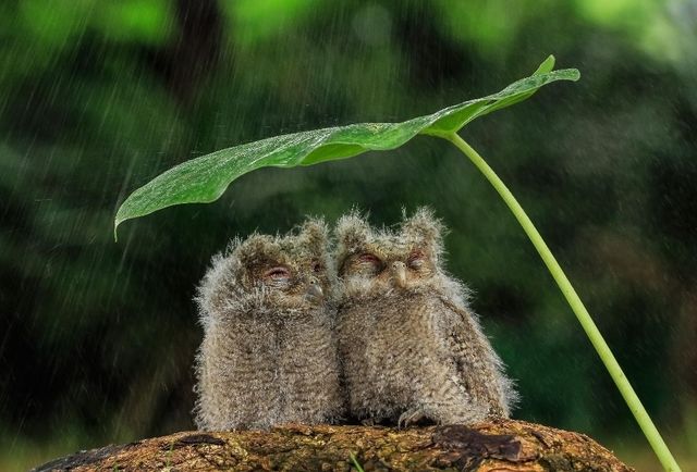 能完美的躲雨也是一种智慧,但是动物遇到大暴雨,它们会怎么样做呢?