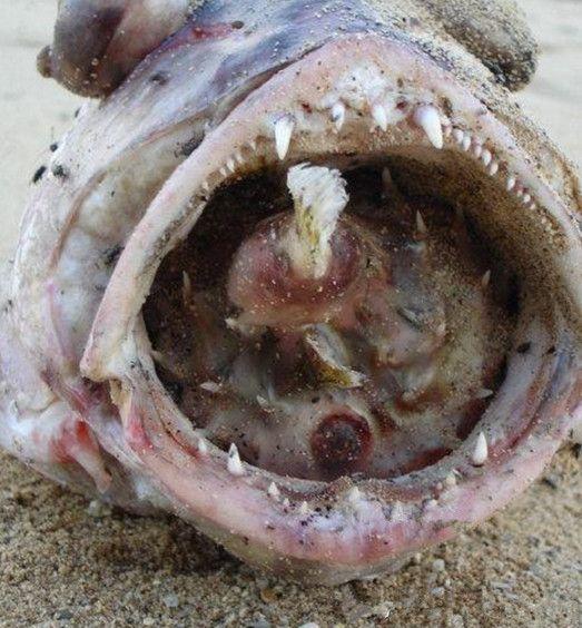 女子海滩发现鱼吞鱼鱼嘴唇一圈全是牙让人看了胆寒