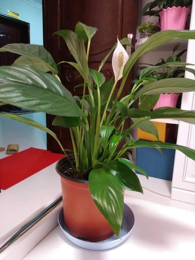 家里养什么花旺人旺财(五树进宅,人穷家败,哪五种树) - 123植物网