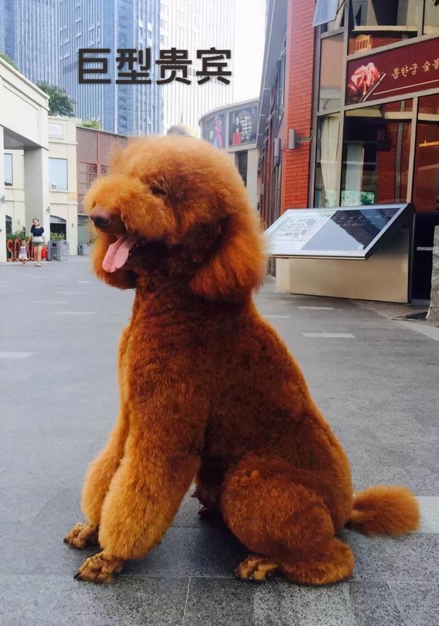 为什么养巨型贵宾犬的人这么少?