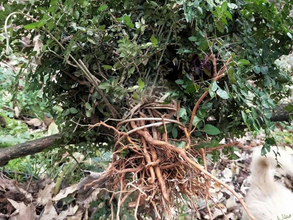 俗称绣花针很多人的童年阴影殊不知根部珍贵尽量少挖