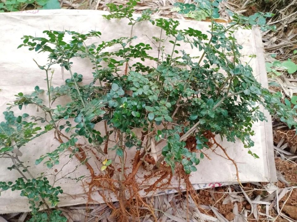 人的童年陰影,殊不知根部珍貴,儘量少挖|虎刺|繡花針|植物_新浪新聞