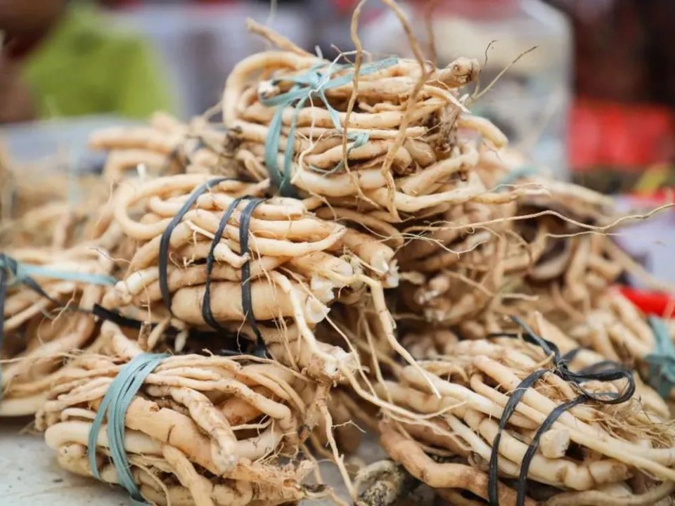 它的根部十分珍贵,在民间,它的根部有一个专门的名字:黄脚鸡,不知道的