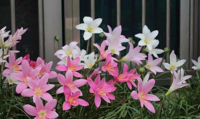 有毒的花卉,千万别乱碰,家有小孩的更要注意休闲区蓝鸢梦想 - Www.slyday.coM 有毒的花卉,千万别乱碰,家有小孩的更要注意休闲区蓝鸢梦想 - Www.slyday.coM