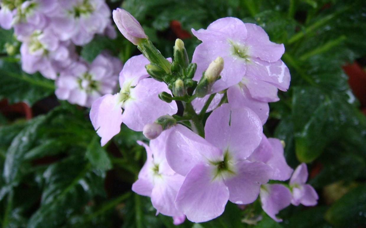 紫罗兰|植株|花朵_新浪新闻