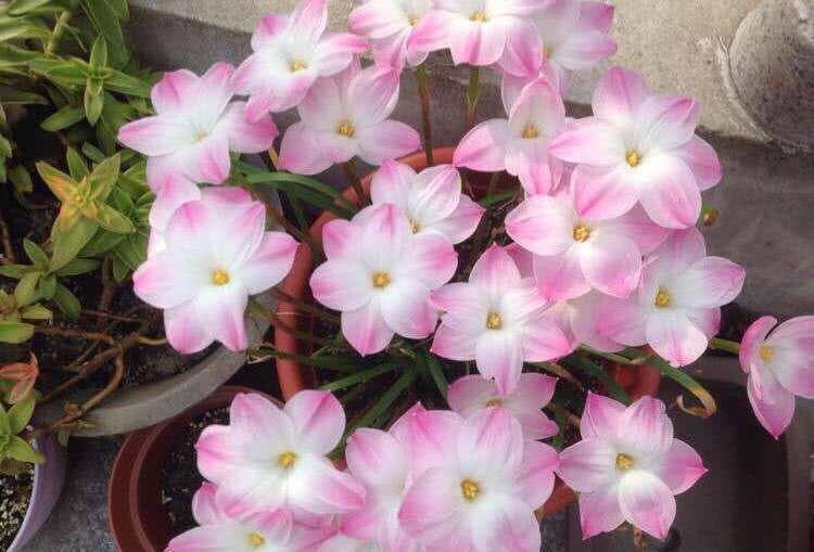 有毒的花卉,千万别乱碰,家有小孩的更要注意休闲区蓝鸢梦想 - Www.slyday.coM 有毒的花卉,千万别乱碰,家有小孩的更要注意休闲区蓝鸢梦想 - Www.slyday.coM