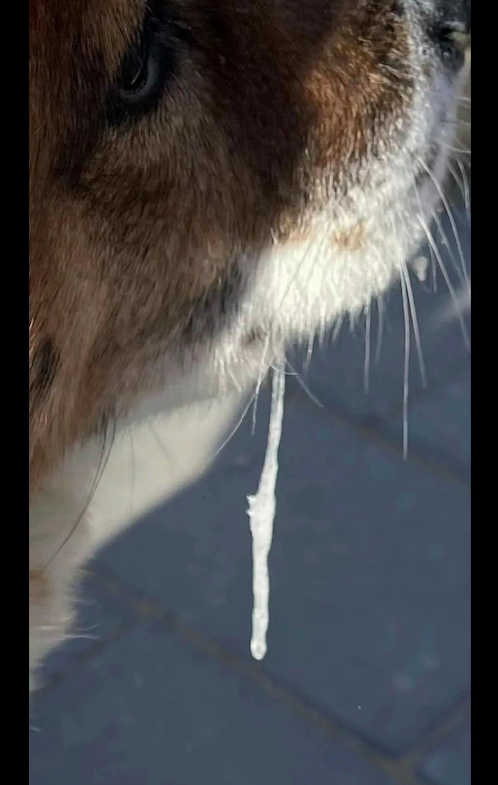 网友带狗狗出门遛弯，它的哈喇子都冻成冰条了，这是有多冷呀！休闲区蓝鸢梦想 - Www.slyday.coM