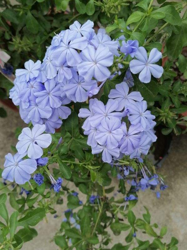 花市智商税真不少,年前买花要擦亮眼睛,才不会上当受骗!