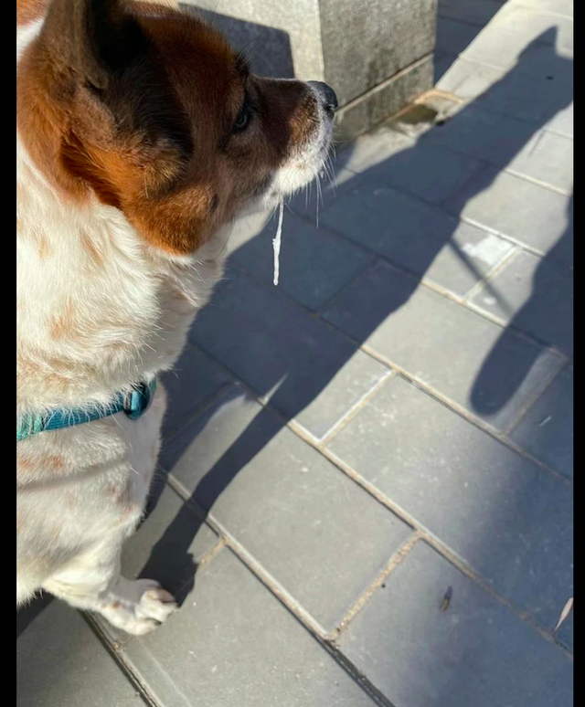 网友带狗狗出门遛弯，它的哈喇子都冻成冰条了，这是有多冷呀！休闲区蓝鸢梦想 - Www.slyday.coM