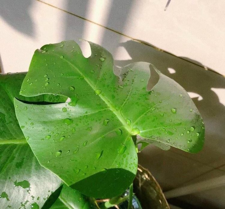 有毒的花卉,千万别乱碰,家有小孩的更要注意休闲区蓝鸢梦想 - Www.slyday.coM 有毒的花卉,千万别乱碰,家有小孩的更要注意休闲区蓝鸢梦想 - Www.slyday.coM