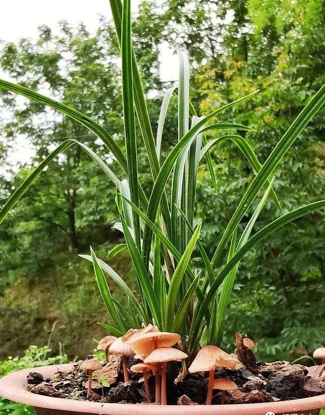 这两组数据关系兰花是否能养好卖兰花的人不会告诉你