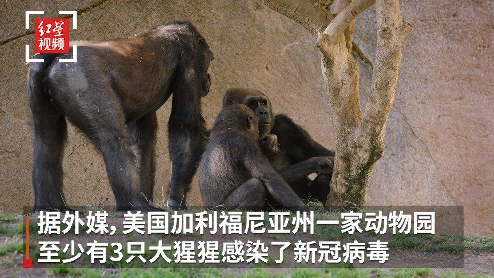 美国加州动物园大猩猩确诊新冠 疑被工作人员传染