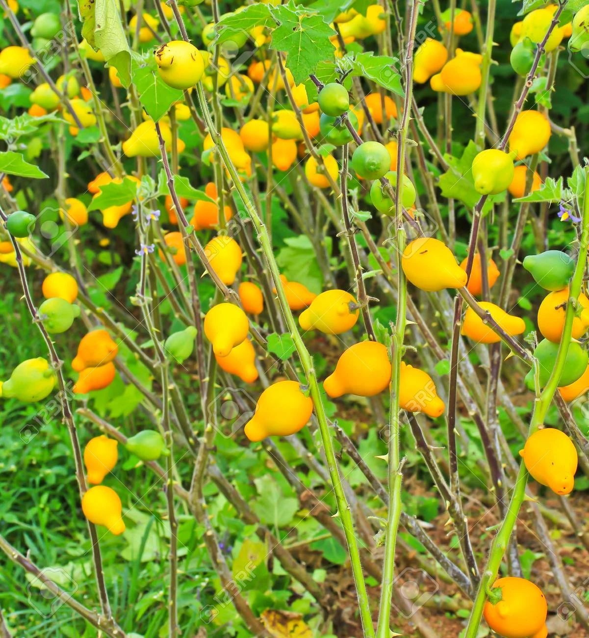 很多人每年冬春时节都会买的乳茄不能吃但这果实可观赏大半年