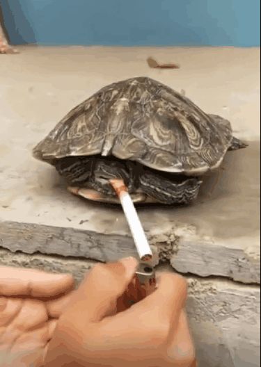 男子将烟点燃插入乌龟嘴巴, 测试后乌龟是这种表情
