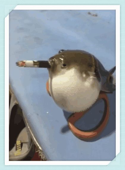 男子逼迫河豚抽7根香烟过程中河豚的模样令人苦笑不得