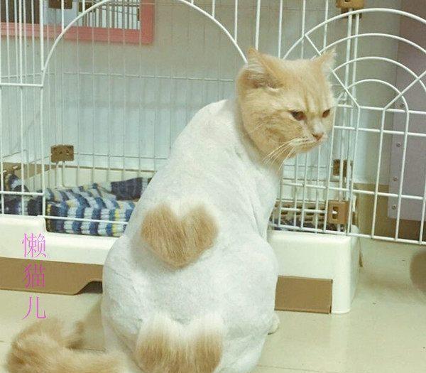 给猫咪剃光毛,是人类对猫咪的"犯罪行为"|猫咪|剃毛|猫_新浪新闻