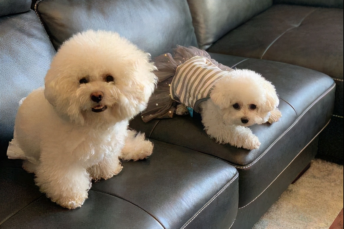 适合女孩子养的6种小型犬,漂亮又粘人