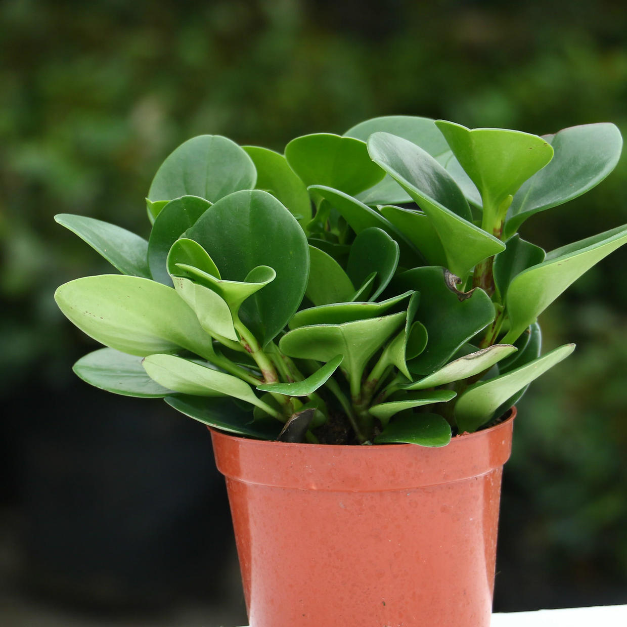 青叶碧玉是什么这花冬天这么养