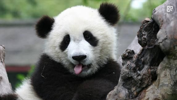 超黏人的大熊猫,一直求抱抱,模样呆萌惹人爱黏人军犬的超萌瞬间