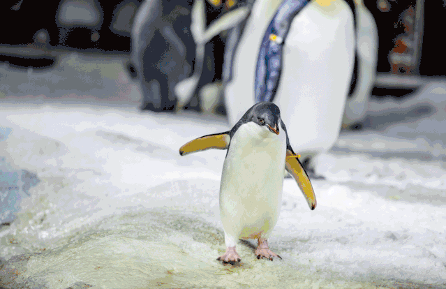 639_414gif 动态图 动图