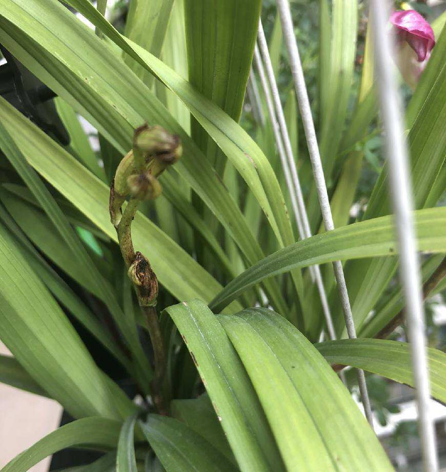 蓟马真是太讨厌了,若兰花招上这种虫!|蓟马|兰花|药剂_新浪新闻