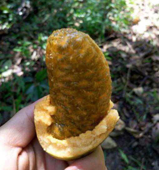 钝药野木瓜俗称牛卵坨,是中国分布很广泛的中药材和野生果树植物,在