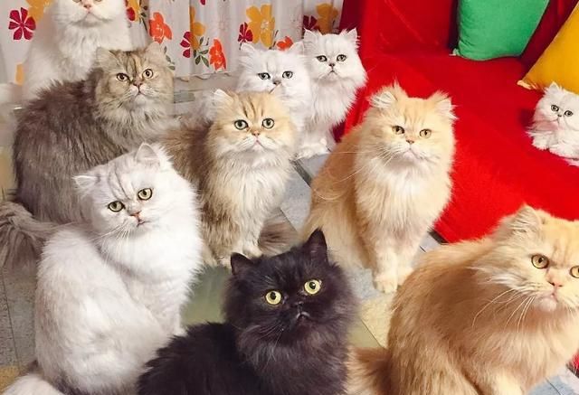 养猫一时爽,一直养猫一直爽,越养越多会更爽