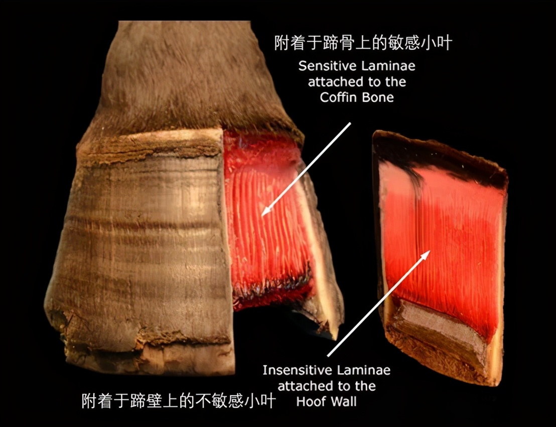 为什么要给马钉马掌，野马却不需要？钉在马蹄上，马不疼吗？|马掌|马蹄|野马_新浪新闻