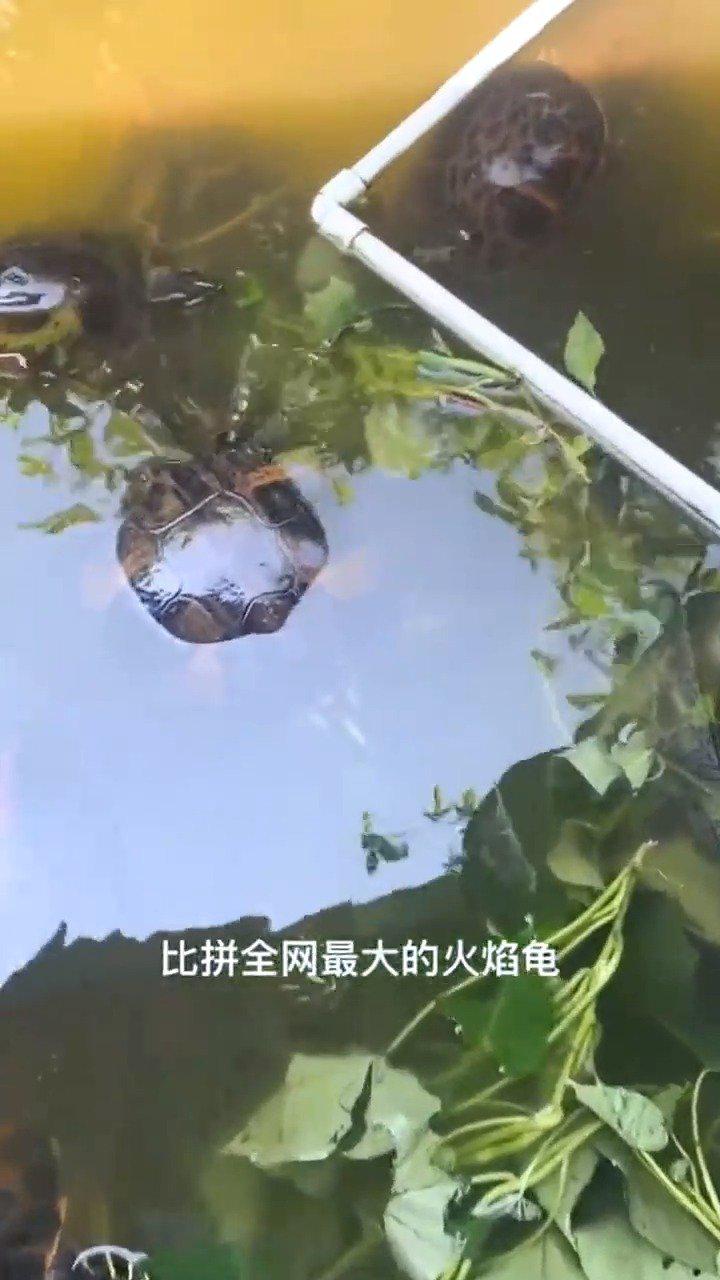 全网最大的火焰龟,它送走四代人,简直所向披靡!_新浪新闻