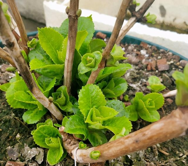 养护期间,也可以适当微剪, 把一些弱苗或朝内生长的枝叶去掉,减少绣球