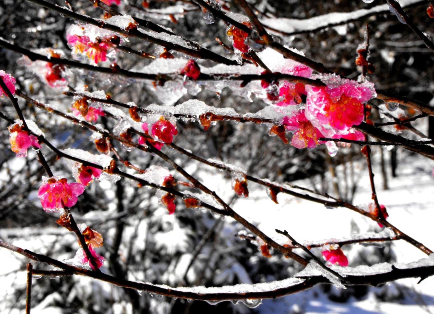 冬天盆植梅花,摆放室外能成活吗?注意这几点