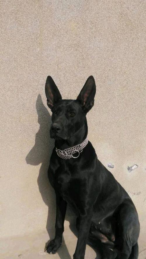 为什么养"黑狼犬"的人越来越少?有这5大原因|黑狼|狼犬|黑狗_新浪新闻