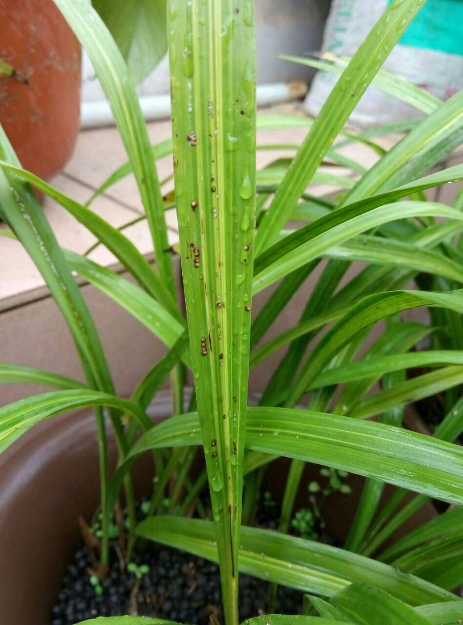 蓟马真是太讨厌了,若兰花招上这种虫!|蓟马|兰花|药剂_新浪新闻