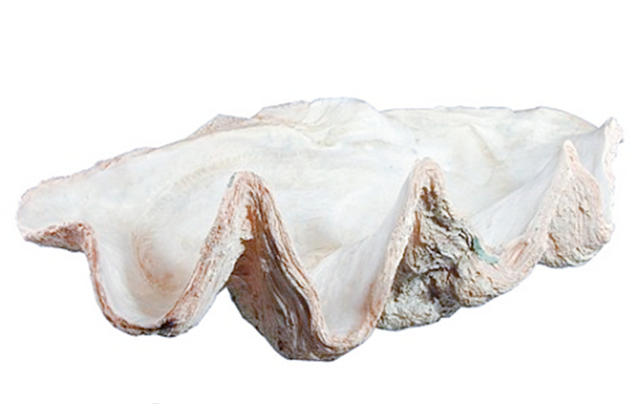 小伙捡到34公斤珍珠,丢床底10年,现价值1亿美元|珍珠|渔民|海蚌_新浪