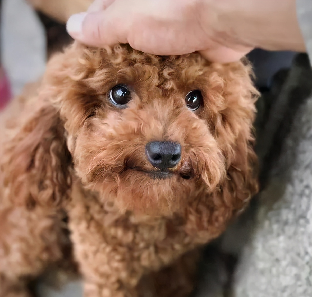 揭秘泰迪犬的爪子為什麼不給人摸